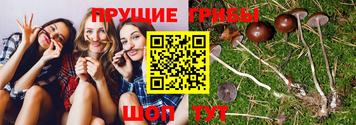 Псилоцибиновые грибы ЛСД Абинск
